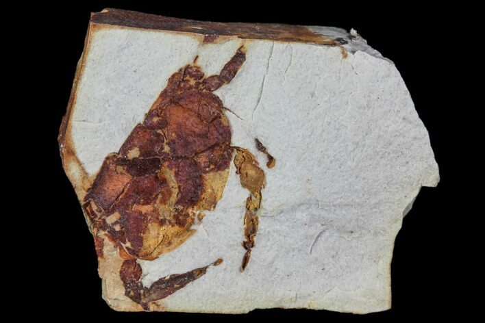 Fossil Pea Crab (Pinnixa) From California - Miocene #85303